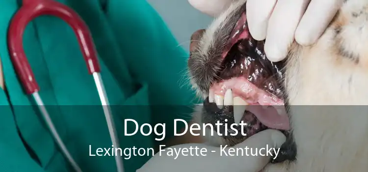 Dog Dentist Lexington Fayette - Kentucky