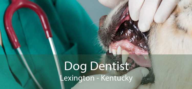 Dog Dentist Lexington - Kentucky