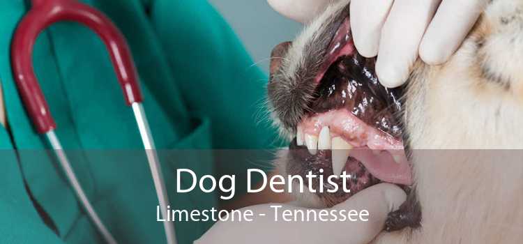Dog Dentist Limestone - Tennessee