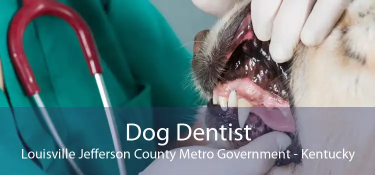 Dog Dentist Louisville Jefferson County Metro Government - Kentucky