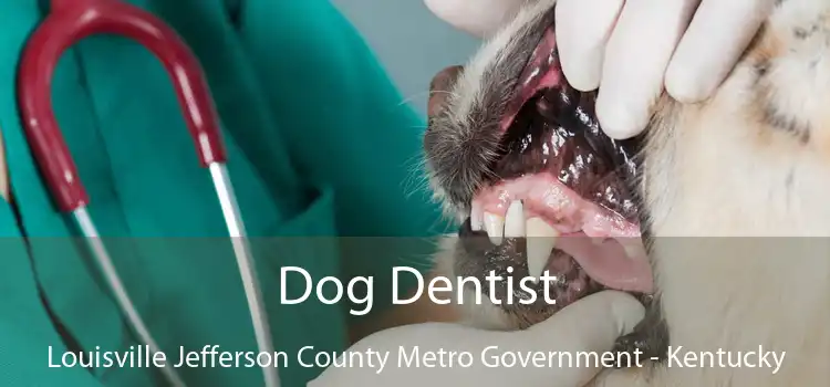 Dog Dentist Louisville Jefferson County Metro Government - Kentucky