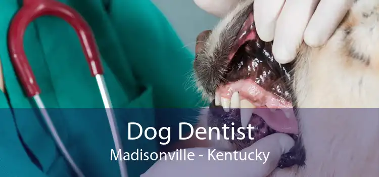 Dog Dentist Madisonville - Kentucky