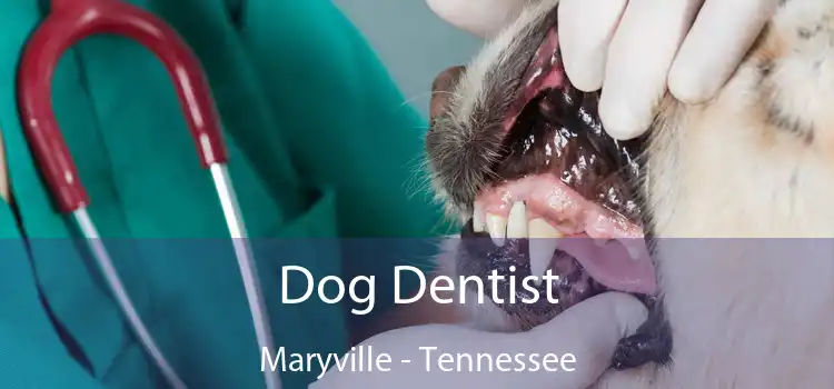 Dog Dentist Maryville - Tennessee