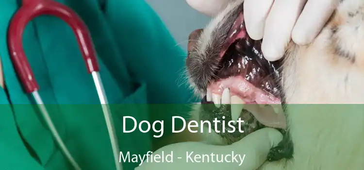 Dog Dentist Mayfield - Kentucky