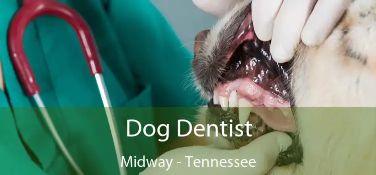 Dog Dentist Midway - Tennessee