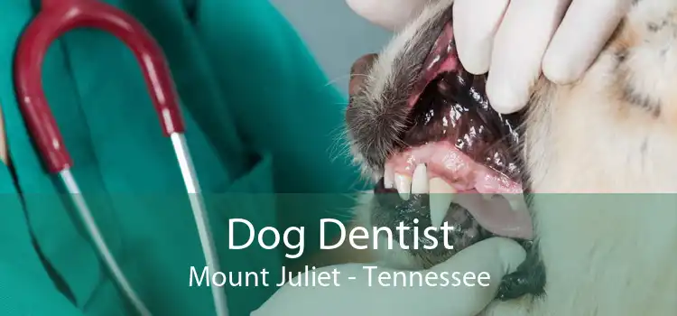 Dog Dentist Mount Juliet - Tennessee