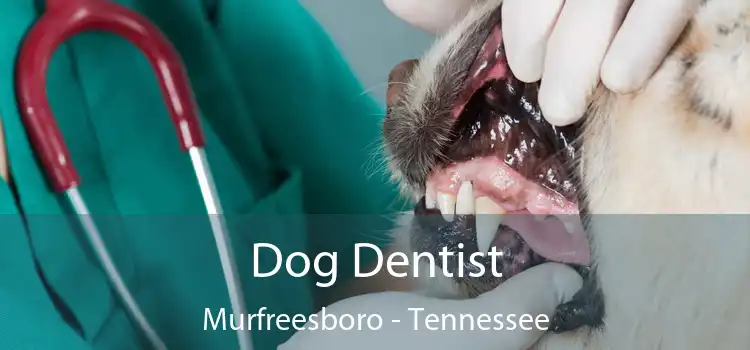 Dog Dentist Murfreesboro - Tennessee