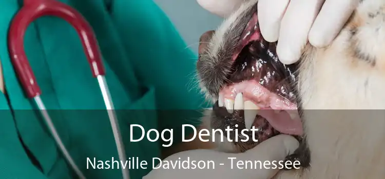 Dog Dentist Nashville Davidson - Tennessee