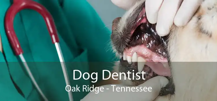 Dog Dentist Oak Ridge - Tennessee