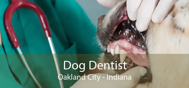 Dog Dentist Oakland City - Indiana