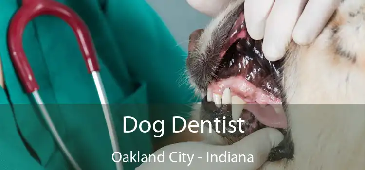 Dog Dentist Oakland City - Indiana