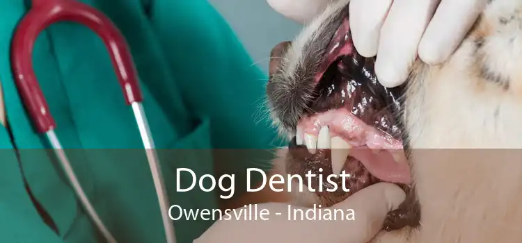 Dog Dentist Owensville - Indiana
