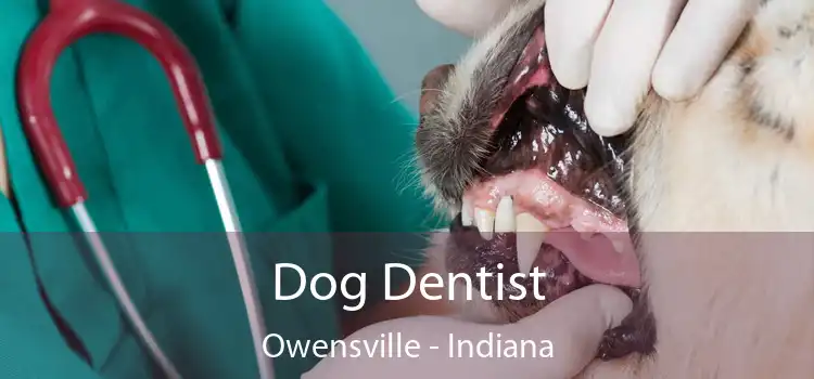 Dog Dentist Owensville - Indiana