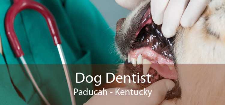 Dog Dentist Paducah - Kentucky