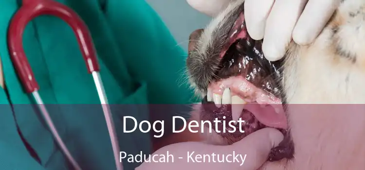 Dog Dentist Paducah - Kentucky