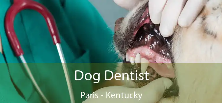 Dog Dentist Paris - Kentucky