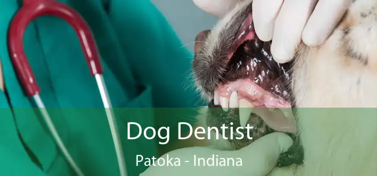 Dog Dentist Patoka - Indiana