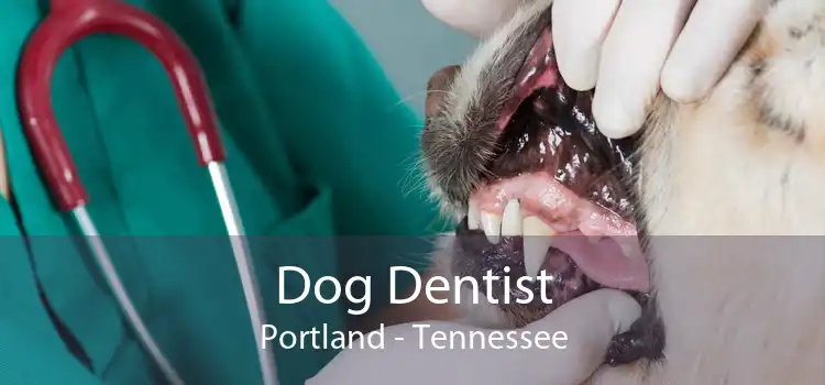 Dog Dentist Portland - Tennessee