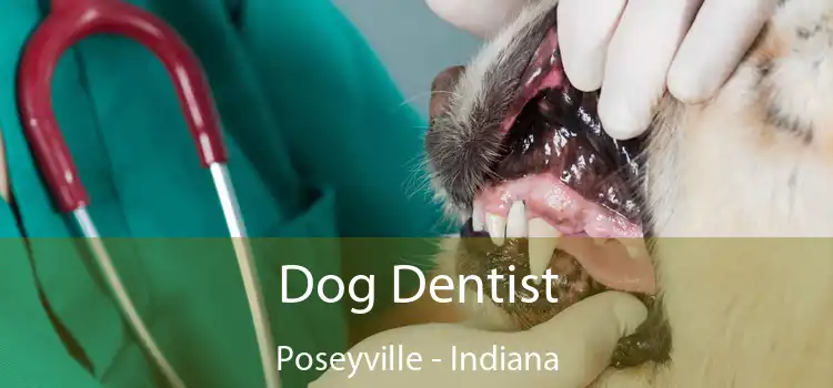 Dog Dentist Poseyville - Indiana