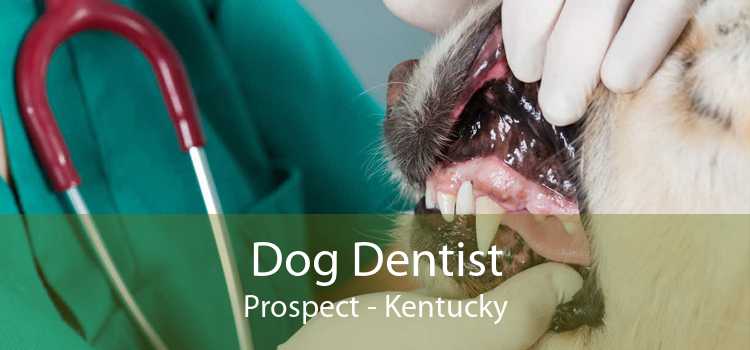Dog Dentist Prospect - Kentucky