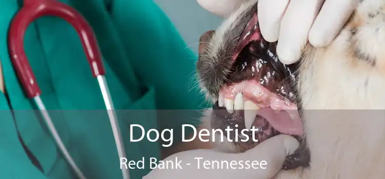 Dog Dentist Red Bank - Tennessee