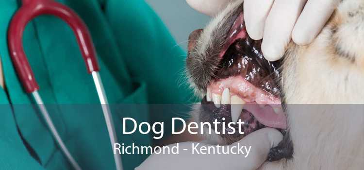 Dog Dentist Richmond - Kentucky