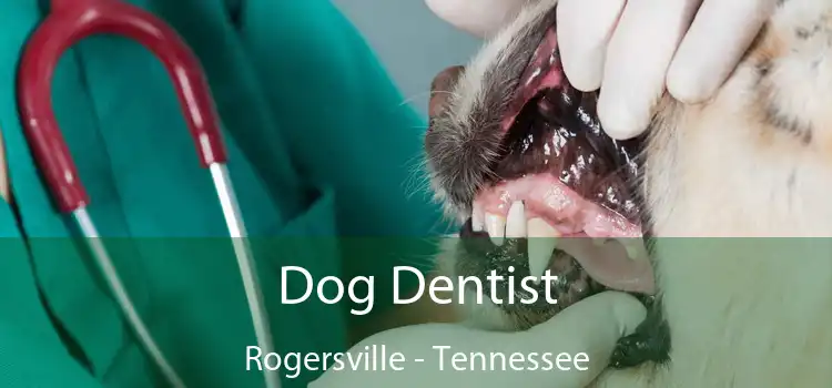 Dog Dentist Rogersville - Tennessee