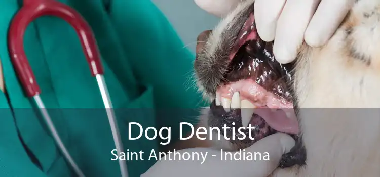 Dog Dentist Saint Anthony - Indiana