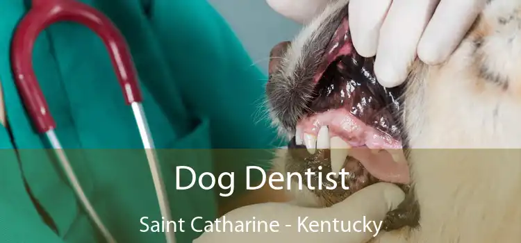 Dog Dentist Saint Catharine - Kentucky