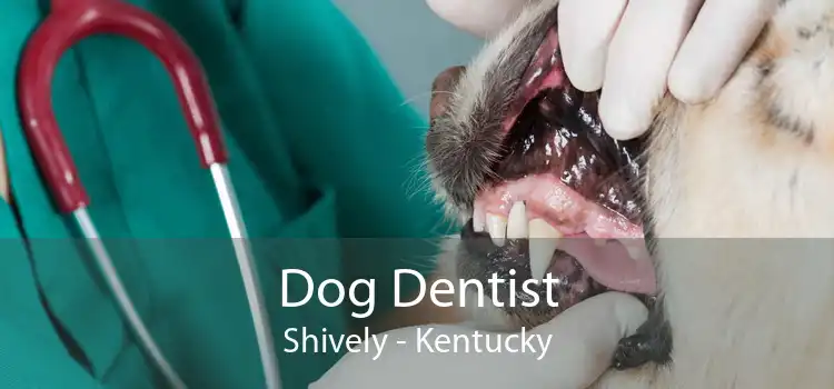 Dog Dentist Shively - Kentucky