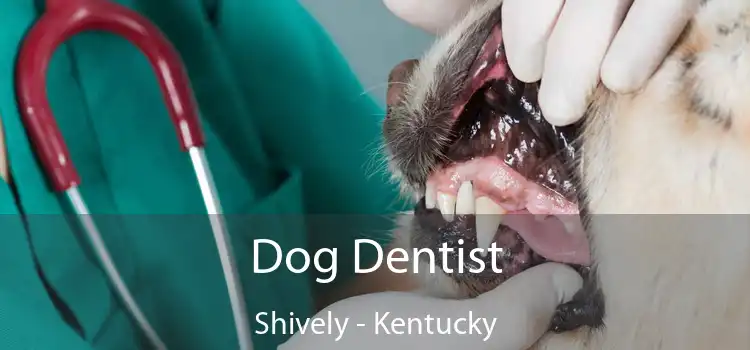 Dog Dentist Shively - Kentucky