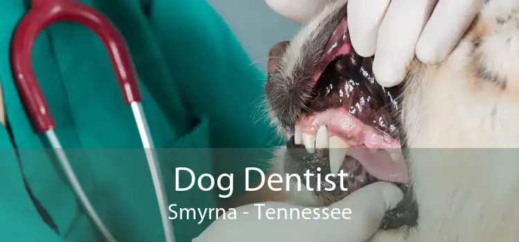 Dog Dentist Smyrna - Tennessee
