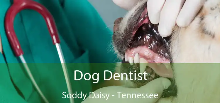 Dog Dentist Soddy Daisy - Tennessee