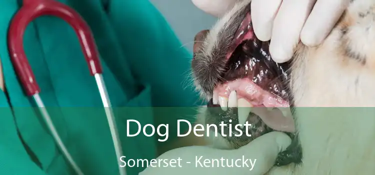 Dog Dentist Somerset - Kentucky