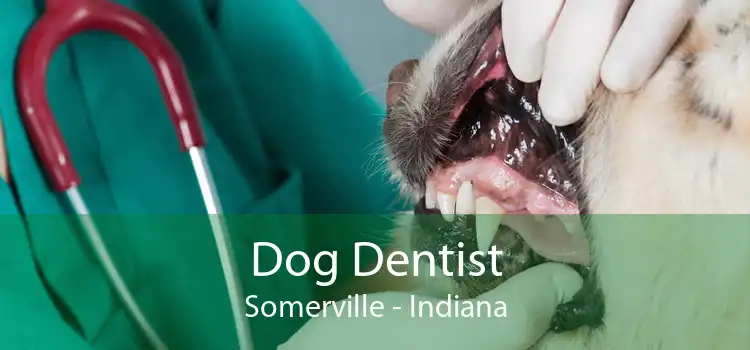 Dog Dentist Somerville - Indiana