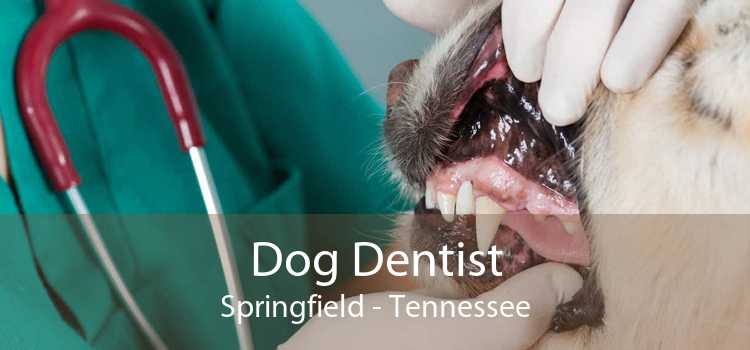 Dog Dentist Springfield - Tennessee