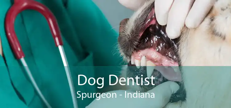 Dog Dentist Spurgeon - Indiana