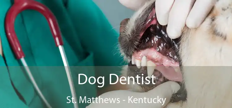 Dog Dentist St. Matthews - Kentucky