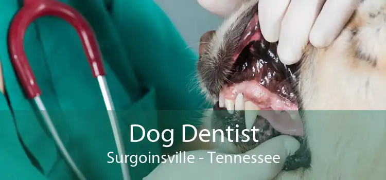 Dog Dentist Surgoinsville - Tennessee