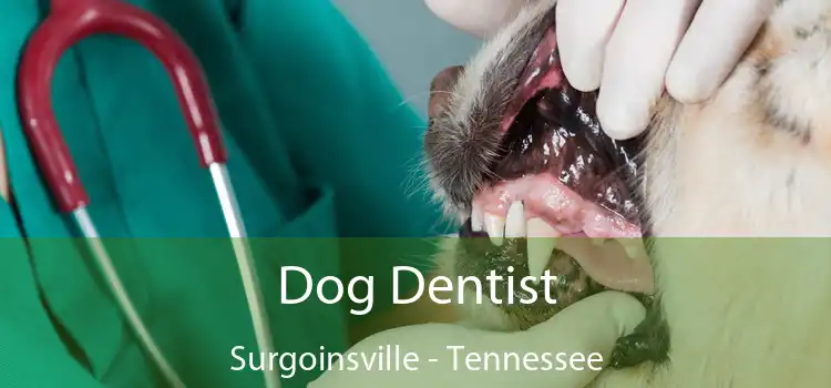 Dog Dentist Surgoinsville - Tennessee