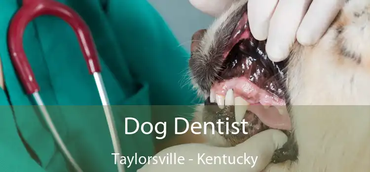 Dog Dentist Taylorsville - Kentucky