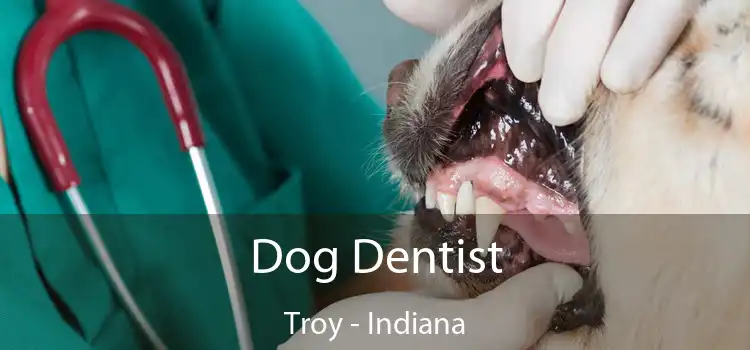 Dog Dentist Troy - Indiana