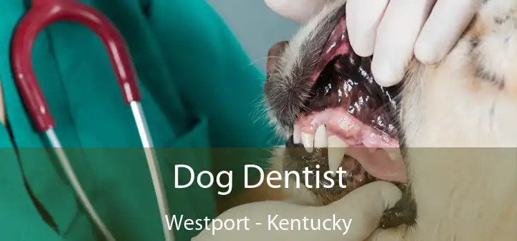 Dog Dentist Westport - Kentucky