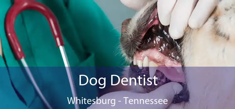 Dog Dentist Whitesburg - Tennessee