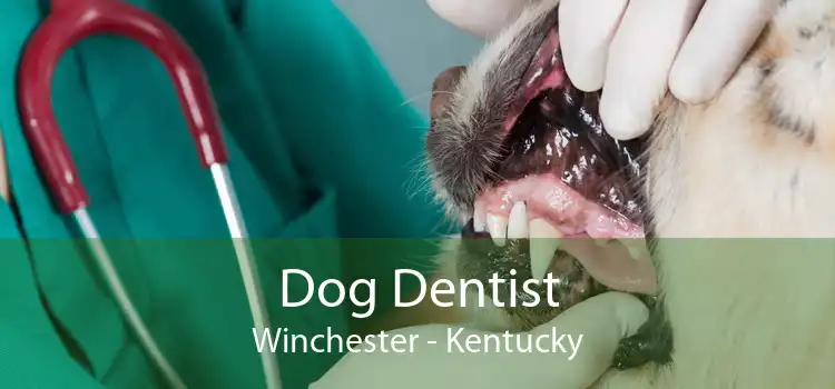 Dog Dentist Winchester - Kentucky