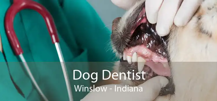 Dog Dentist Winslow - Indiana