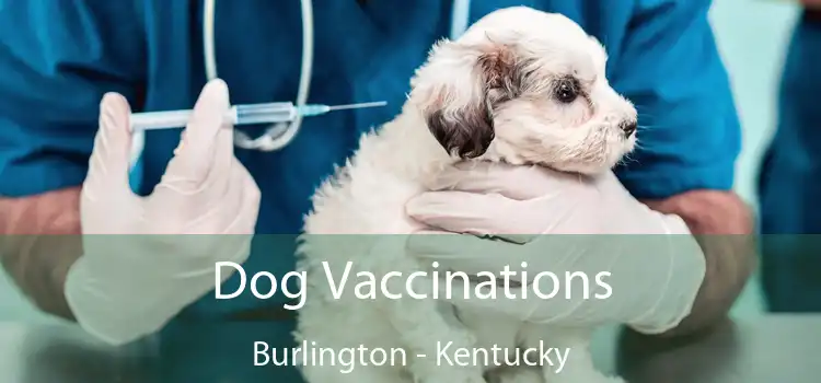 Dog Vaccinations Burlington - Kentucky