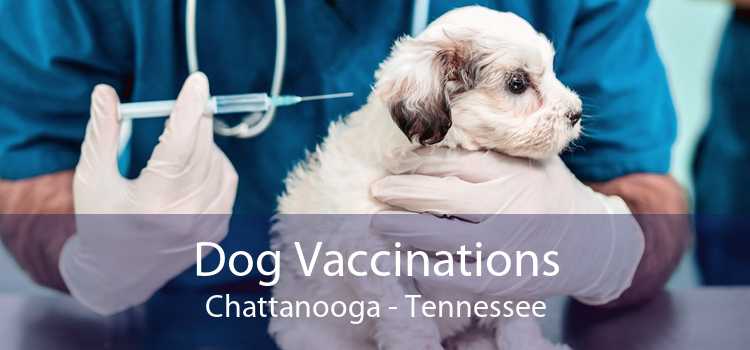 Dog Vaccinations Chattanooga - Tennessee