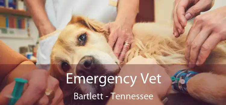 Emergency Vet Bartlett - Tennessee