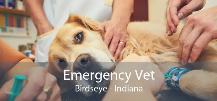 Emergency Vet Birdseye - Indiana